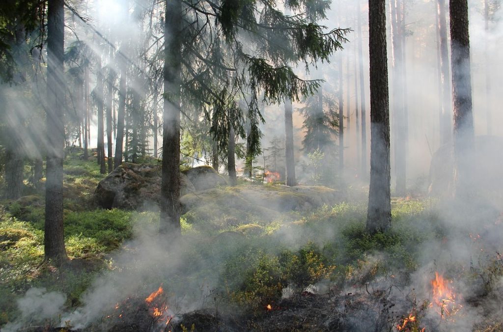 山火事の夢