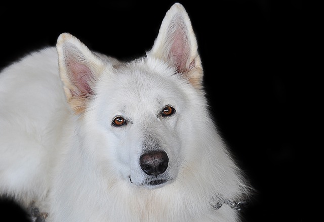 白い犬 夢