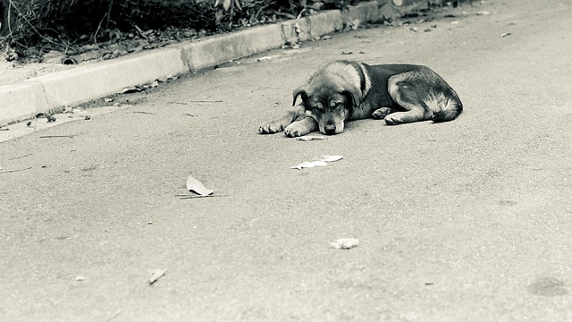 野良犬 夢