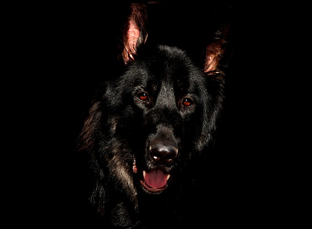 黒い犬 夢