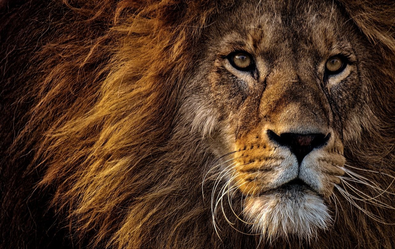 夢占いでライオンの夢の意味 29パターンを解説 Lumy