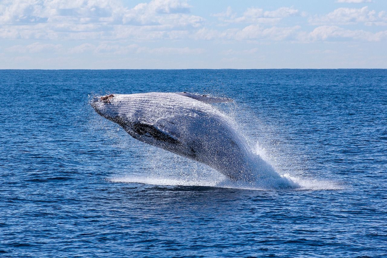 夢占いでクジラの夢 圧倒的な存在を意味します Lumy