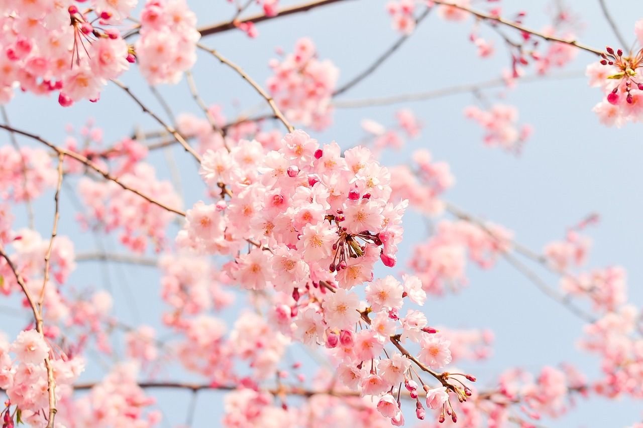 夢占い 桜